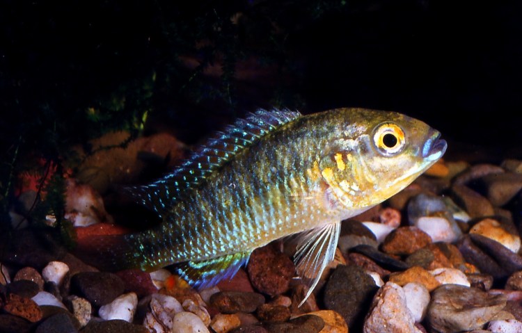 Pseudocrenilabrus multicolor